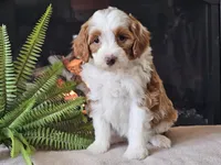 Hannah, a female Miniature Aussiedoodle for sale in Boyden, IA – 5 of 10