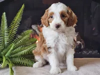 Hannah, a female Miniature Aussiedoodle for sale in Boyden, IA – 7 of 10