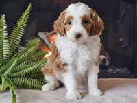 Hannah, a female Miniature Aussiedoodle for sale in Boyden, IA – 9 of 10