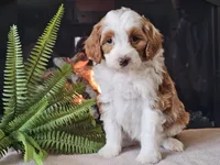Hannah, a female Miniature Aussiedoodle for sale in Boyden, IA – 3 of 10