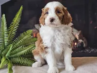 Hannah, a female Miniature Aussiedoodle for sale in Boyden, IA – 4 of 10