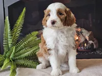 Hannah, a female Miniature Aussiedoodle for sale in Boyden, IA – 8 of 10