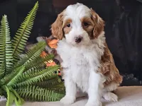 Hannah, a female Miniature Aussiedoodle for sale in Boyden, IA – 2 of 10