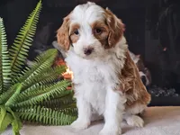 Hannah, a female Miniature Aussiedoodle for sale in Boyden, IA – 1 of 10