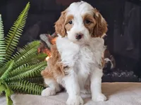 Hannah, a female Miniature Aussiedoodle for sale in Boyden, IA – 6 of 10