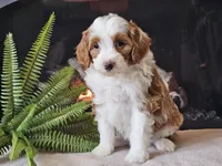 Hannah, a female Miniature Aussiedoodle for sale in Boyden, IA – 10 of 10