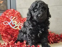 processed/b2c8a5ab-a85d-4975-92e4-a70215ce169d/listing/aff6332c-867e-4a58-9623-0aa89c85c146/5ab84dd8-7002-4bfe-ae49-d09ae26ce159