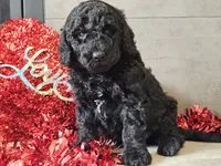 processed/b2c8a5ab-a85d-4975-92e4-a70215ce169d/listing/aff6332c-867e-4a58-9623-0aa89c85c146/846356fe-ca3b-4647-9c6c-082add3d3345