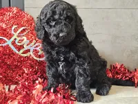 processed/b2c8a5ab-a85d-4975-92e4-a70215ce169d/listing/aff6332c-867e-4a58-9623-0aa89c85c146/f3651f10-8703-4ab6-8b5a-ccead5983f48