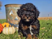 Brandy, a female Havapoo for sale in Boyden, IA – 2 of 10
