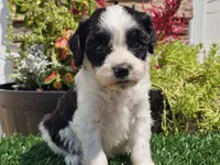 Gilbert , a male Cavapoo for sale in Boyden, IA – 10 of 10