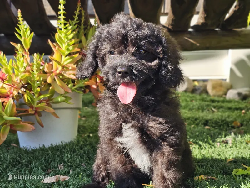 Grady – Cavapoo puppy for sale in Boyden, IA