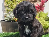 Grady, a male Cavapoo for sale in Boyden, IA – 4 of 10