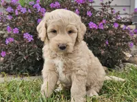 Maui, a female Goldendoodle for sale in Boyden, IA – 5 of 10