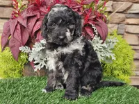 Whitley, a female Goldendoodle for sale in Boyden, IA – 4 of 10