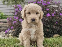 Maui, a female Goldendoodle for sale in Boyden, IA – 7 of 10