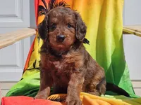 Sultan, a male Miniature Bernedoodle for sale in Boyden, IA – 6 of 10