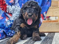Kalla, a female Bernedoodle for sale in Boyden, IA – 2 of 10