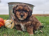 Banjo, a male Havapoo for sale in Boyden, IA – 6 of 10