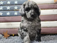 Cash, a male Goldendoodle for sale in Boyden, IA – Photo 9 of 10