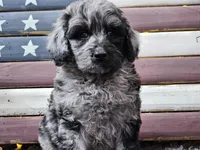 Cash, a male Goldendoodle for sale in Boyden, IA – Photo 6 of 10