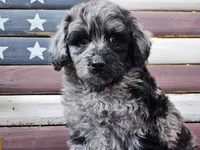 Cash, a male Goldendoodle for sale in Boyden, IA – Photo 5 of 10