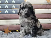 Cash, a male Goldendoodle for sale in Boyden, IA – Photo 2 of 10