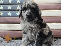 Cash, a male Goldendoodle for sale in Boyden, IA – Photo 10 of 10