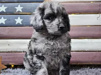 Cash, a male Goldendoodle for sale in Boyden, IA – Photo 7 of 10