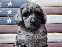 Cash, a male Goldendoodle for sale in Boyden, IA – Photo 3 of 10