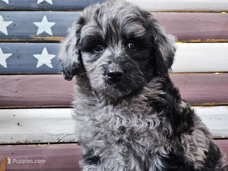 Cash – Goldendoodle puppy for sale in Boyden, IA