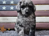 Cash, a male Goldendoodle for sale in Boyden, IA – Photo 4 of 10