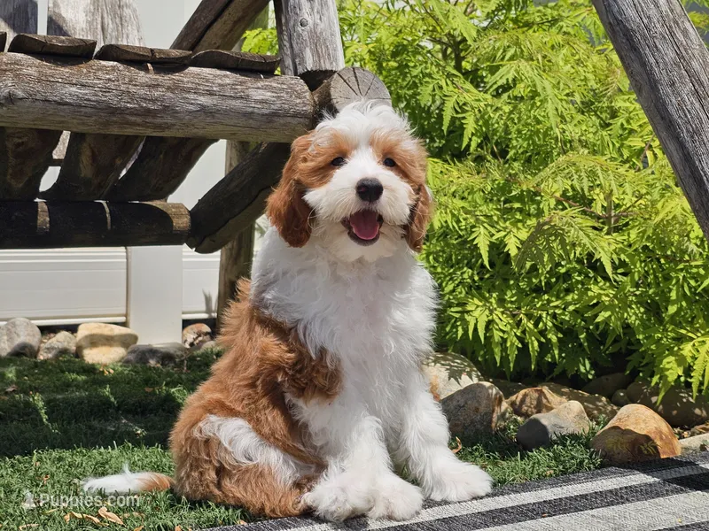 Hannah – Miniature Aussiedoodle puppy for sale in Boyden, IA