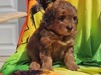 Sirius, a male Miniature Bernedoodle for sale in Boyden, IA – 10 of 10