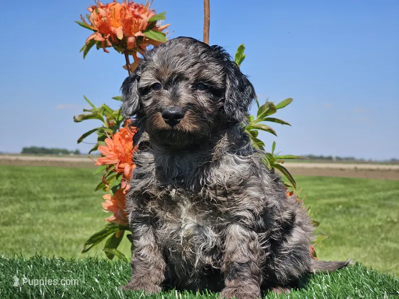 Janko – Miniature Aussiedoodle puppy for sale in Boyden, IA