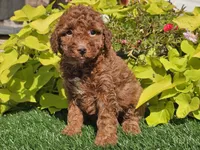 Polly, a female Poodle - Miniature  for sale in Boyden, IA – 7 of 10