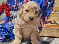 Kysa, a female Bernedoodle for sale in Boyden, IA – 5 of 10