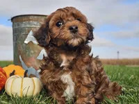 Buster, a male Havapoo for sale in Boyden, IA – 5 of 10