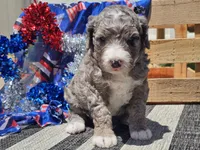 Keksi, a female Bernedoodle for sale in Boyden, IA – 8 of 10