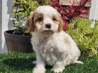 Greta, a female Cavapoo for sale in Boyden, IA – 2 of 10