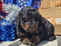 Kalla, a female Bernedoodle for sale in Boyden, IA – 4 of 10