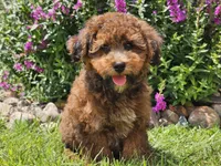 Scooby, a male Havapoo for sale in Boyden, IA – 1 of 6
