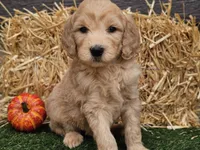 Slater, a male Goldendoodle for sale in Boyden, IA – 3 of 10