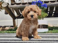 Piko, a male Maltipoo for sale in Boyden, IA – 3 of 10
