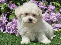 Colby, a male Havapoo for sale in Boyden, IA – 8 of 10