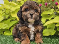 Nova, a female Shihpoo for sale in Boyden, IA – 4 of 10