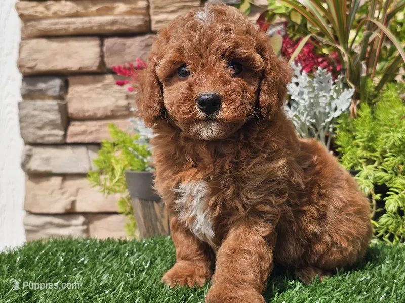 Darius – Poodle - Miniature  puppy for sale in Boyden, IA