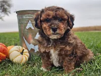 Banjo, a male Havapoo for sale in Boyden, IA – 3 of 10