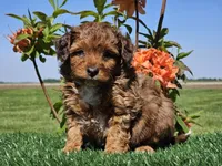 Jamie, a male Miniature Aussiedoodle for sale in Boyden, IA – 2 of 10