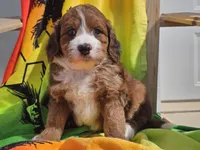 Sailor, a female Miniature Bernedoodle for sale in Boyden, IA – 3 of 10